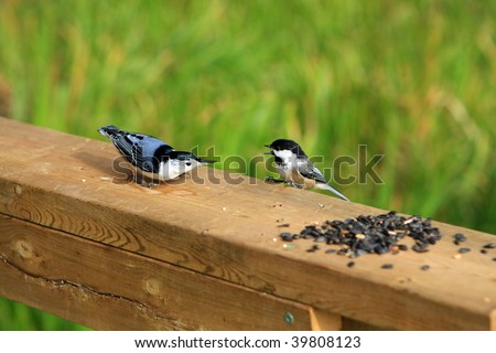 White-breasted Nuthatch Vs Black-capped Chickadee
