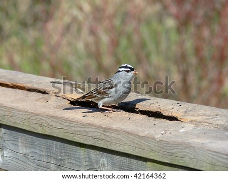 White-crowed Sparrow