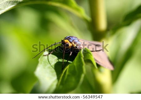 Yellow-collared Scape Moth - Cisseps fulvicollis