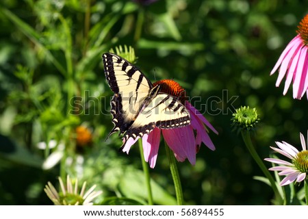 Eastern Tiger Swallowtail Butterfly Papilio glaucus
