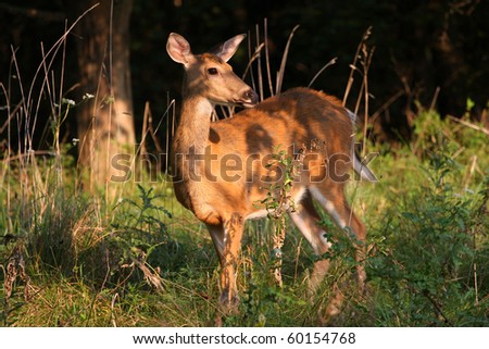 Whitetail Doe Deer. White-tailed Deer Doe