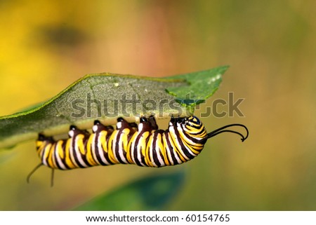 monarch caterpillar clipart. stock photo : Monarch