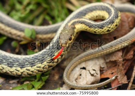 Common Garter Snake Stock Photo 75995800 : Shutterstock