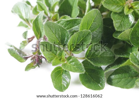 Oregano plant on white background