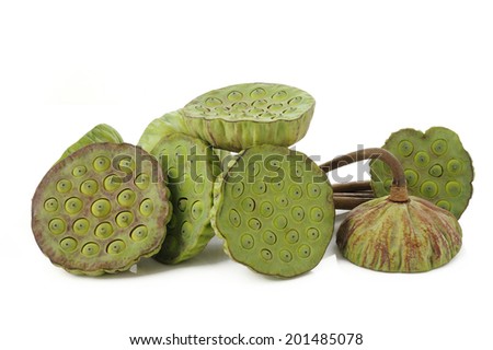 lotus seed pods on white background