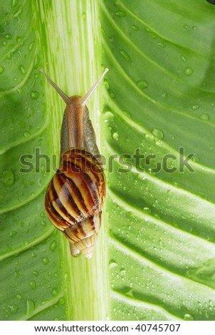 snail,close up,green,animal