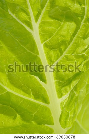 green oak lettuce background