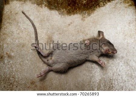 die rat