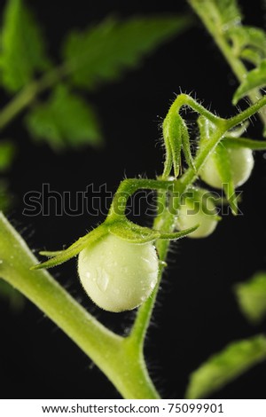 drop water on tomato tree
