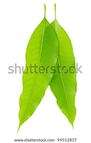 leaf of mango