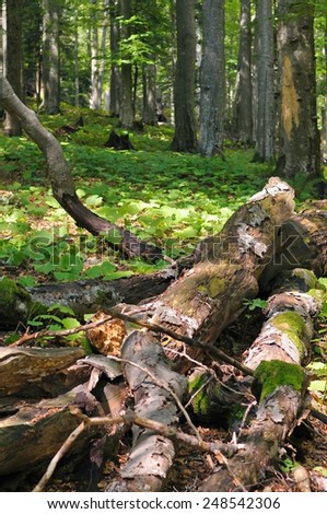 Fallen dead trees on the ground are important part of forest ecosystem.