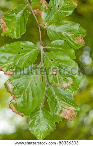 Damaged common beech foliage caused by the beech weevil (Rhynchaenus fagi)