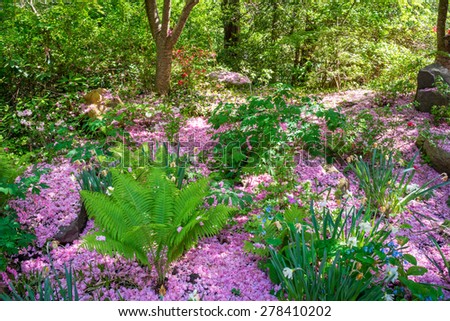 Pink azalea petals and early Spring growth in this woodland in Central New Jersey.