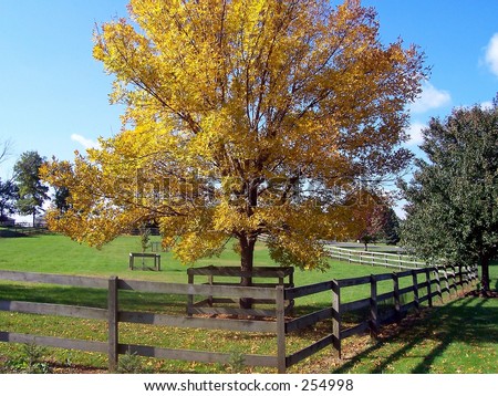 This is a shot of a golden fall tree on a horse farm in NJ.