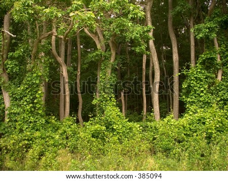 This is a shot of the entrance to the forest showing some interesting trees and vines.