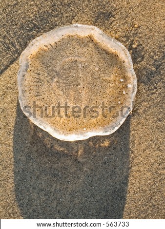 This is a close-up shot of a jellyfish stranded on the sand.