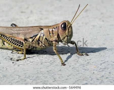 This is a super macro shot of a grasshopper posing for the camera.