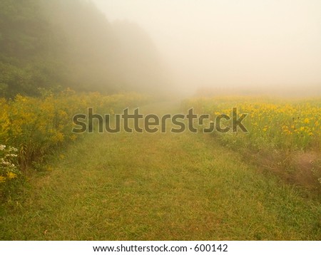This is a shot of a foggy path in a meadow in the early morning.