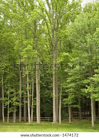 A group of tress at the entrance to a forest.