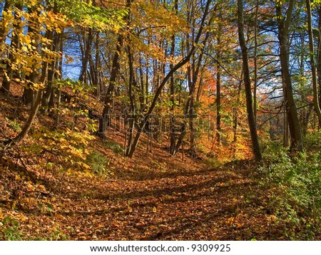 An Autumn path through the woods in the Pocono Mountain of Pennsylvania.