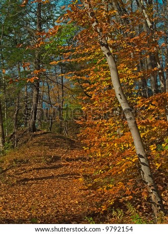 A colorful Autumn trail through the woods in the Pocono Mountains of Pennsylvania.