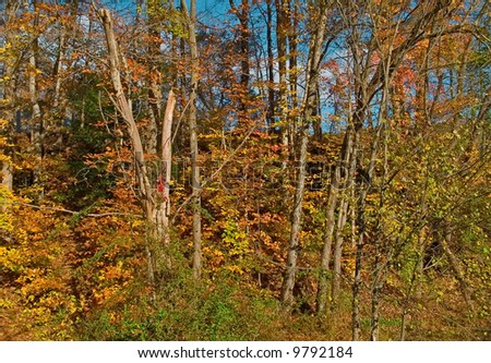 Brilliant Autumn colors of this woods in the Pocono Mountains of Pennsylvania.