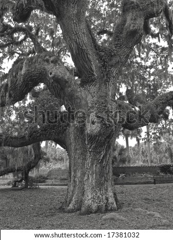 A giant live oak tree in black and white on a former plantation now called Brookgreen Gardens near Myrtle Beach in South Carolina.