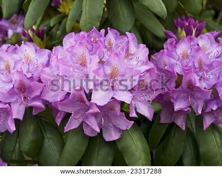 Clusters of vibrant mountain laurel blooms in the Spring woods.