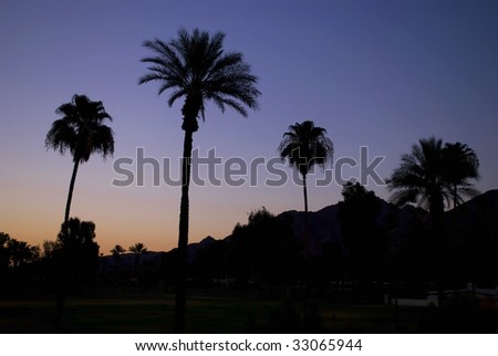 An early morning view of palm trees and the sunrise near Palm Springs California.