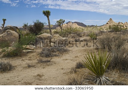 A desert scene of the Mohave Desert and Joshua Tree National Park in California.