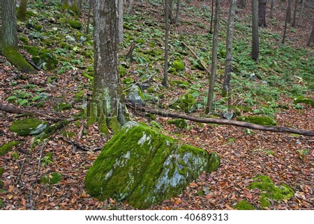 This Pocono Mountain woods is coated with moss near Bushkill Creek in Pennsylvania.