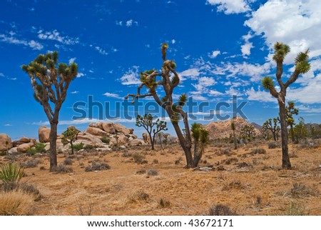 A Mojave Desert view of three Joshua trees in Joshua Tree National Park, located in Southern California.
