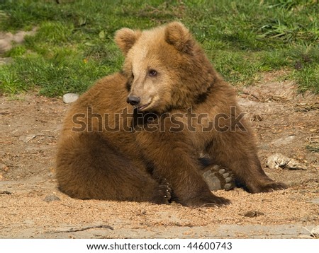 A cute brown bear 