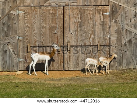 Three young dama gazelle\'s, members of the antelope family are native to the Sahara Desert and are on the critically endangered list.