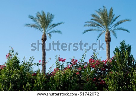Two palm trees blue skies and some flowering vines form this composition.