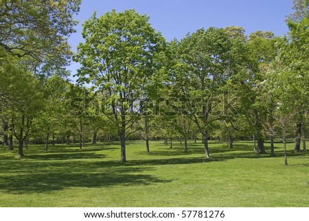 Spring Green Trees