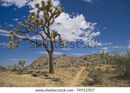 The Joshua tree in Joshua Tree National Park in Southern California.