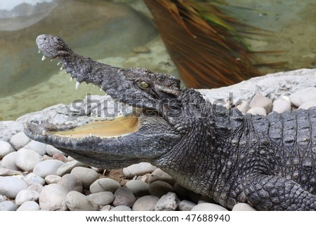 Crocodiles live throughout the tropics in Africa, Asia, the Americas and Australia. Crocodiles tend to congregate in freshwater habitats like rivers, lakes, wetlands and sometimes in brackish water.