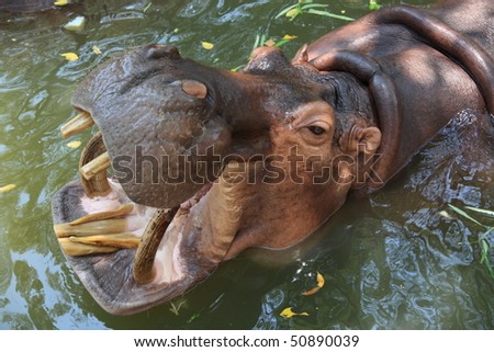 The hippopotamus is waiting for food in the zoo.