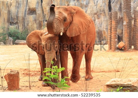 African elephant mother with its baby in Korat Zoo, Thailand