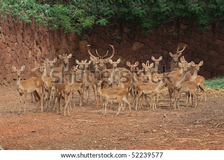 Deer herd with the leader at the center