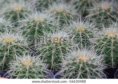 Cactus Bush