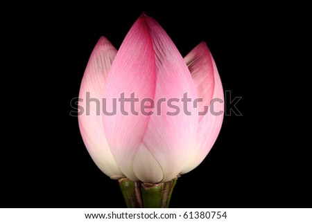 Bouquet of three Lotus flowers, isolated on black background