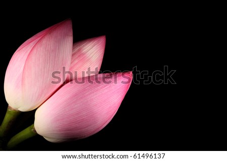 Bouquet of Lotus flowers, isolated on black background