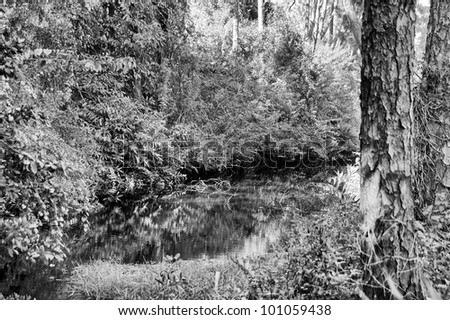 Black and white image of a  stream at the base of a hill covered with bushes  reflected in the water.