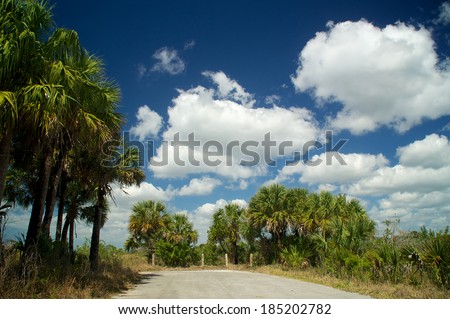 Looking down at the end of a dead end road surrounded by palm trees, with a deep blue sky and white clouds in the everglades.