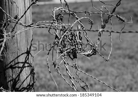 Close up of barbed wire attached to a wooden pole all twisted up  in black and white