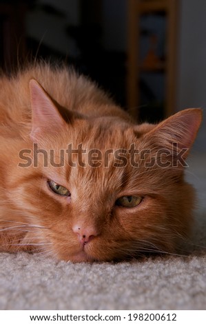 Low angle portrait of a large long hair ginger cat looking directly at viewer with head on the ground looking bored.