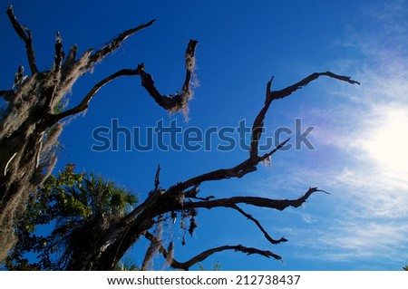 Looking up at an old dead oak tree covered with spanish moss against a blue sky with sun.