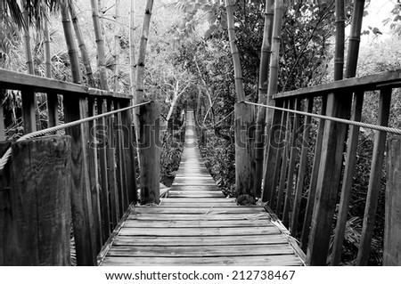 Looking out across a wooden suspension bridge in a subtropical environment in southwest florida.